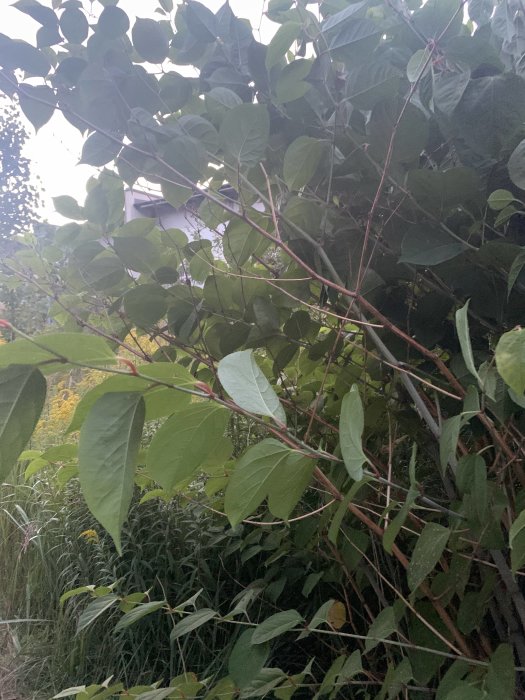 Tätt vegetation med möjlig parkslide vid gång- och cykelväg.