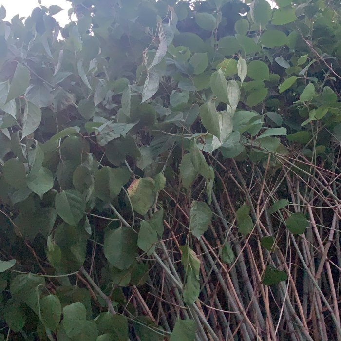 Tät vegetation med gröna blad som misstänks vara invasiv art Parkslide nära gång- och cykelväg.