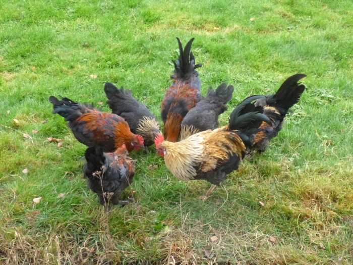 Flock Åsbohöns på gräs med fokus på en tupp och flera hönor som pickar marken.