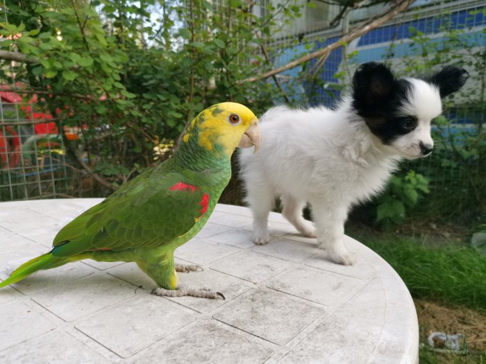 Papegoja och liten hundvalp tillsammans på en stenterrass utomhus.