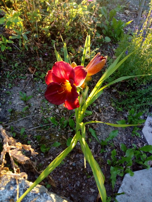 Röd blomma med gula inslag i kvällssolen, omgiven av grönska och stenig mark.