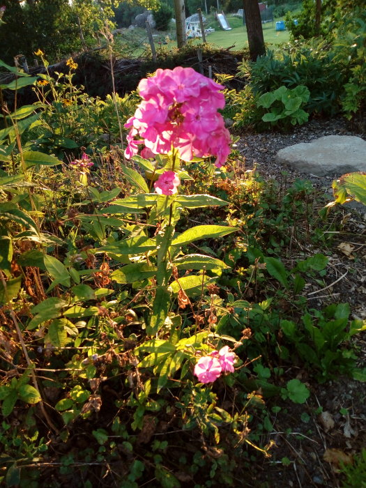 Rosa blommor i en trädgård med grönska och en solnedgång i bakgrunden.