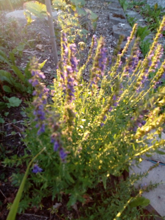 Ljusgenomstrålad blommande lavendel i trädgård vid skymning.