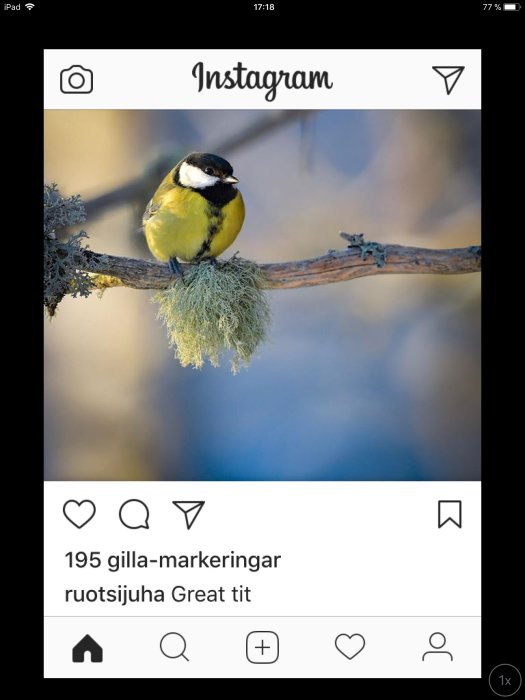 En talgoxe sitter på en gren med lav, skärmdump från Instagram med gillamarkeringar.