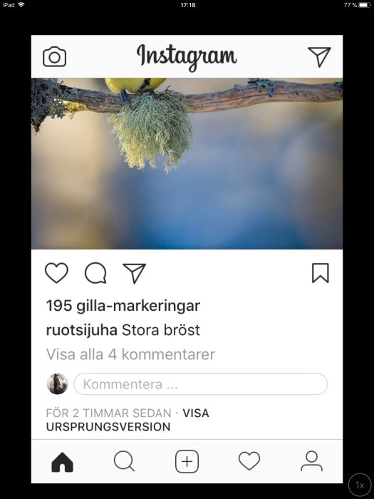 Skärmdump från Instagram med en fågel som sitter upp och ned på en gren.