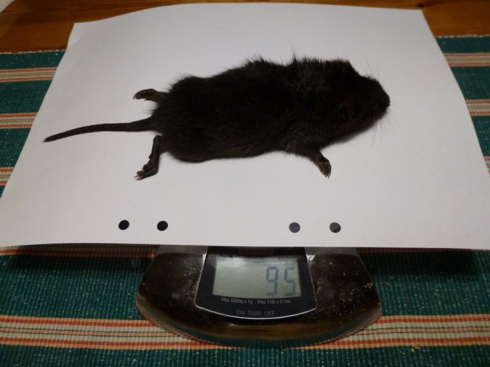 Svart mus ligger död på ett vitt papper ovanpå en digital våg som visar 95 gram.
