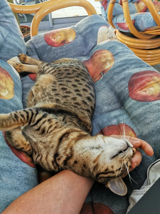 Katt på rygg som klappas av en person i en stol med äppelmönstrad dyna.