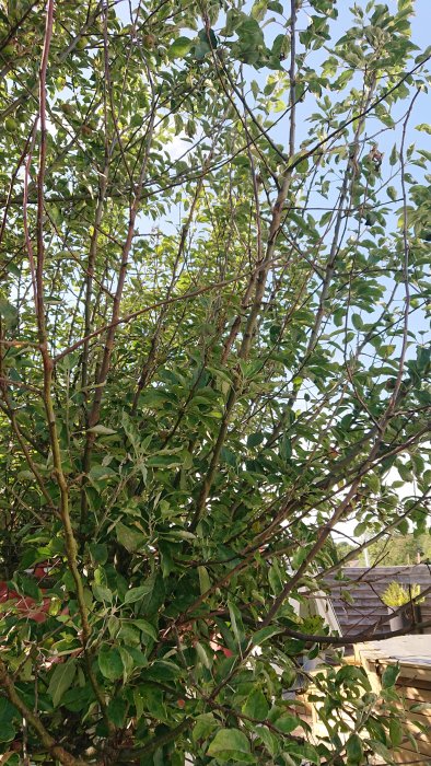 Långa och böjliga grenar på ett ungdomligt äppelträd med synliga äpplen och ett hus i bakgrunden.