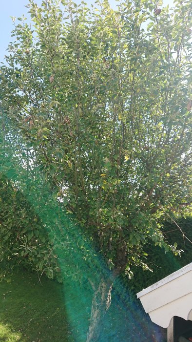 Ett äppelträd med långa grenar och tät lövverk i en trädgård i behov av beskärning.