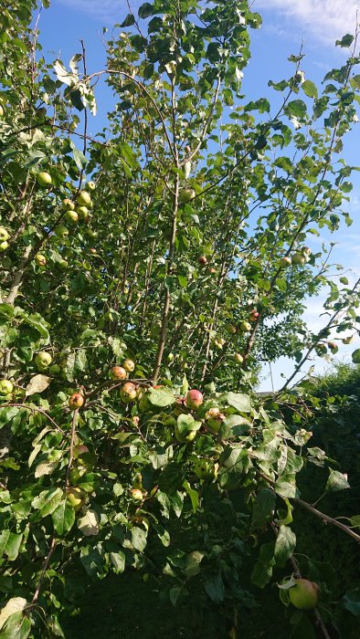 Ett äppelträd med långa grenar böjda under vikten av omogna frukter, behöver beskärning.