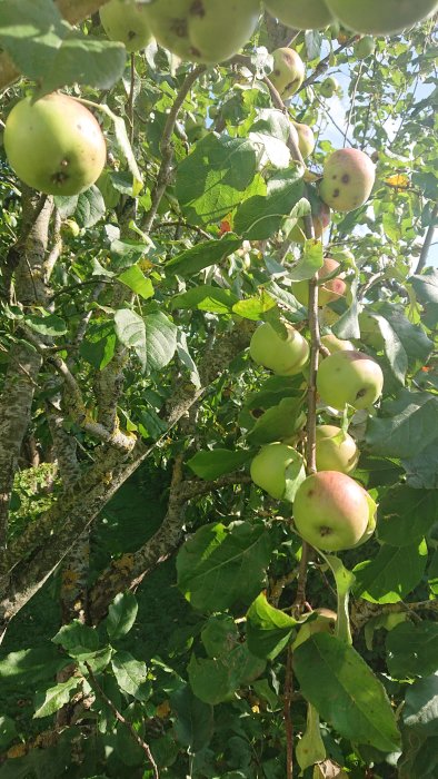 Äppelträd med grenar och mogna frukter, en del äpplen med brunaktiga fläckar, belysta av solljus.