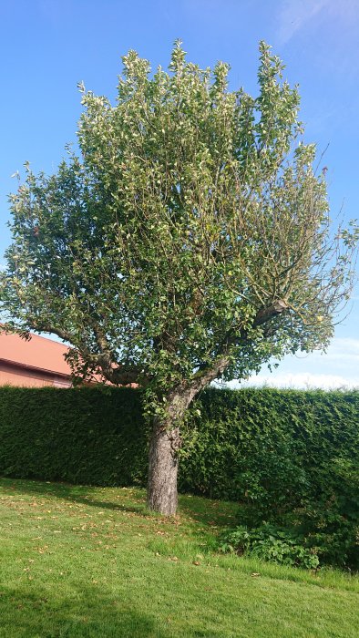 Äppelträd med långa grenar i en trädgård behöver beskärning för en stabil krona.