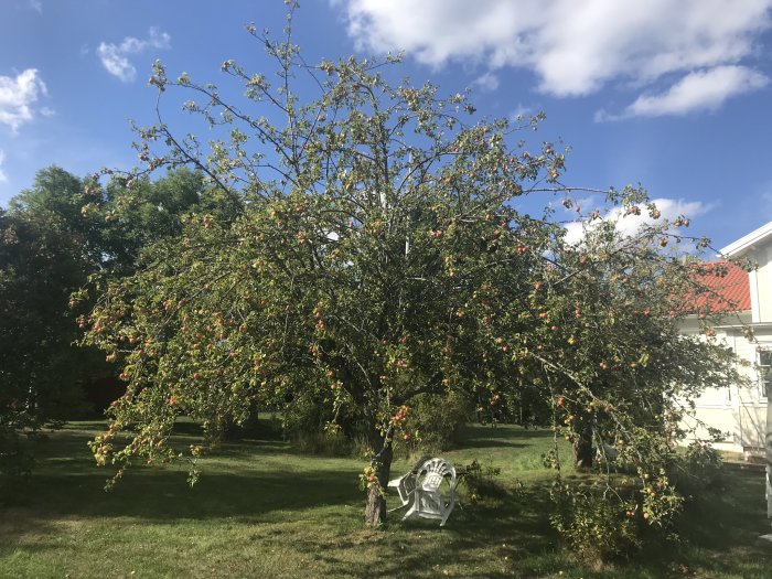 Gammalt äppelträd med många grenar och rödgula äpplen, vildvuxet utseende, står i en trädgård.