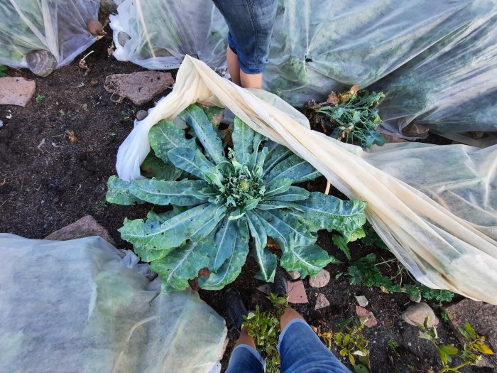 Stor kålplanta på 1,2 meter i diameter nära en person som avtäcker den.