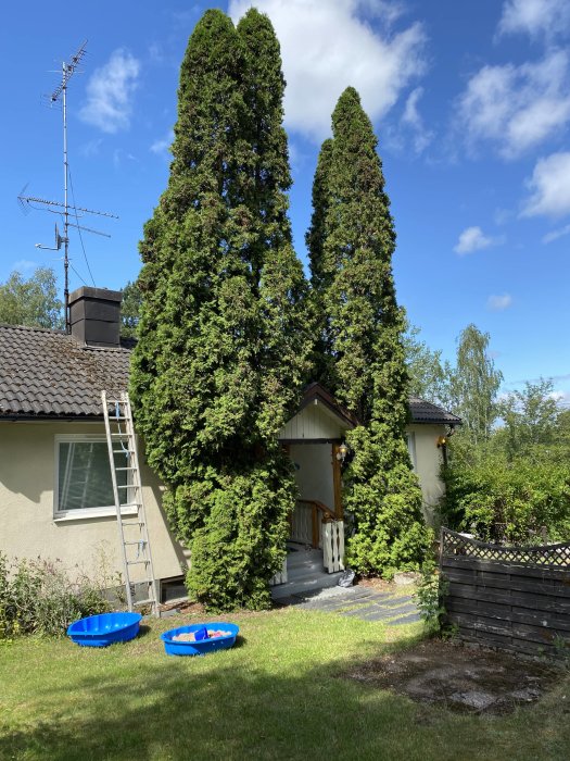 Trädgård med rensade ytor, höga thujor vid entré, stegar mot husvägg, och blå barnpooler på gräset.