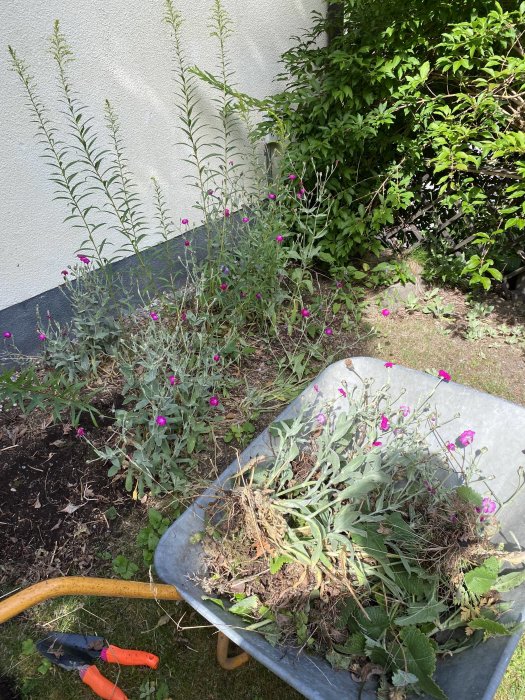 Trädgårdsskjuts med borttagna blommor och växter framför en husvägg.