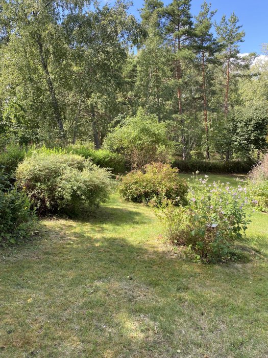 Välskött trädgård med frisk grönska och varierande blommor framför skogsbakgrund.