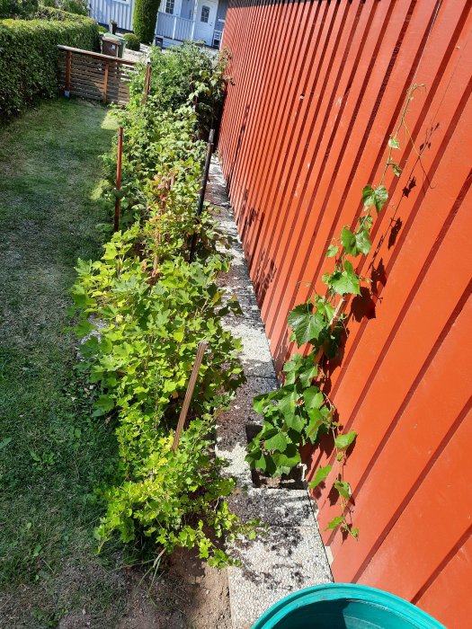 Stenplattor längs med röd husvägg bakom plantor på en trädgårdsgång vid husbilsparkering.