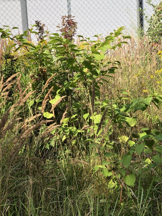 Mindre, ej tät eller hög planta bland annan växtlighet och gräs nära ett stängsel i solljus.