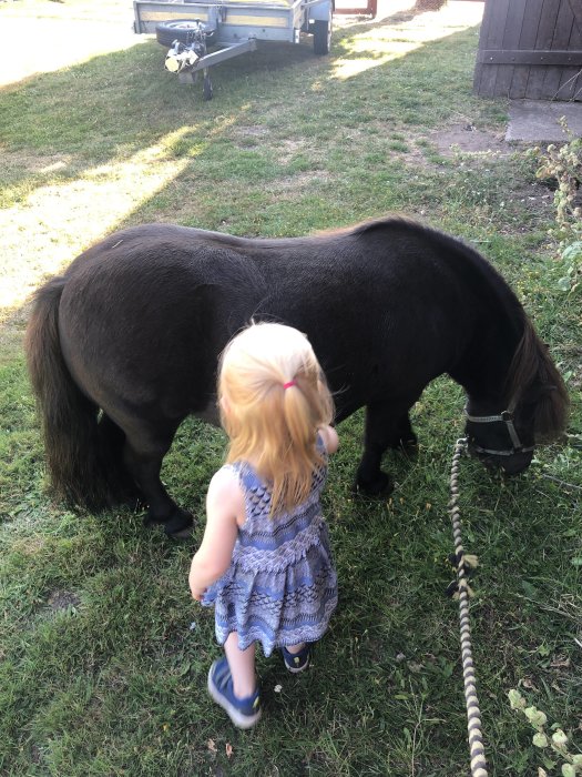 En liten flicka i klänning närmar sig en brun häst som betar på en gräsmatta.