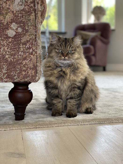 Långhårig katt sitter framför en soffa med trådar som hänger ut, ser oskyldig ut.