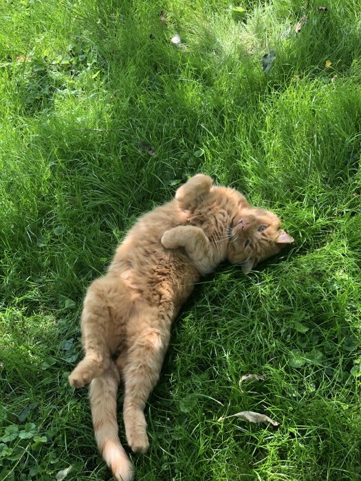 Rödorange katt ligger på rygg i grönt gräs och tittar upp i kameran.