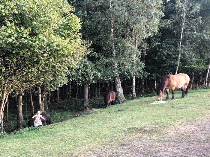 Hästar betar på ett öppet landskap med träd och skog i bakgrunden.