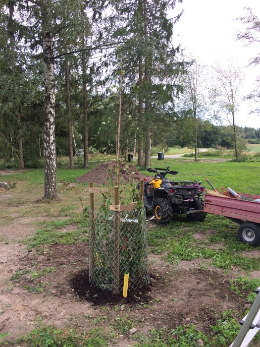 Nysatt träd med skyddsnät, stödpålar och fyrhjuling med släp i trädgårdsmiljö.