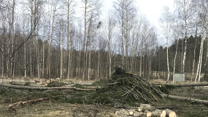 Skog med nyligen fällda träd och uppsamlat grenvirke, indikation på skogsskador och vedhantering.