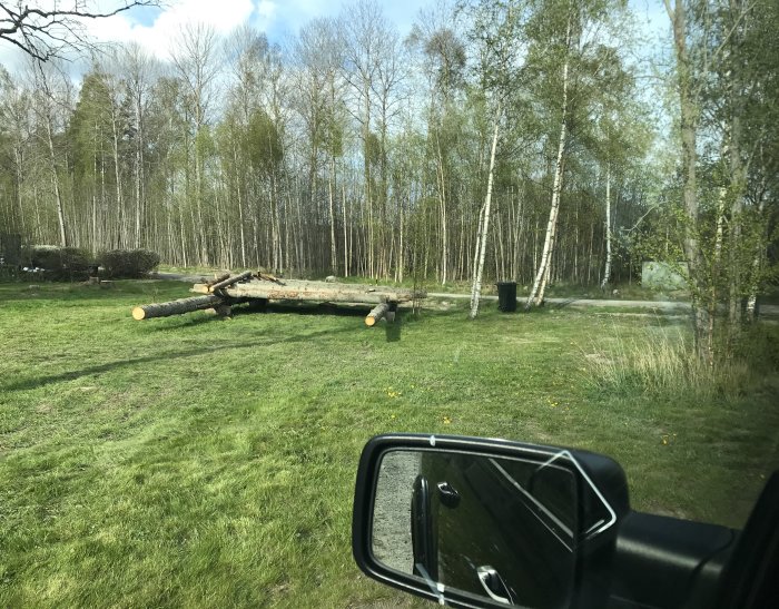 Fällda träd på en gräsmatta, sett genom ett bilfönster, med en skogsdunge i bakgrunden.