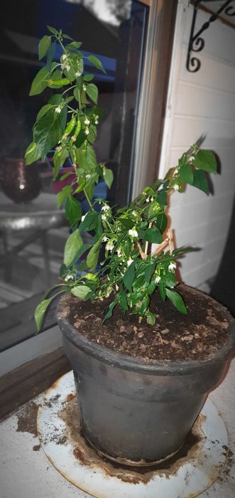 Välmående spansk pepparplanta i kruka med gröna blad, vit blommor och unga pepparfrukter.