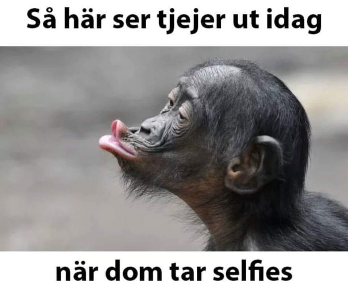 Ett bonoboaporshuvud som gör en duckface, med text som skämtsamt kommenterar selfies.