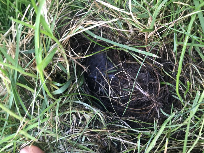 Shallow hole in a lawn surrounded by green grass, indicating possible pest activity.