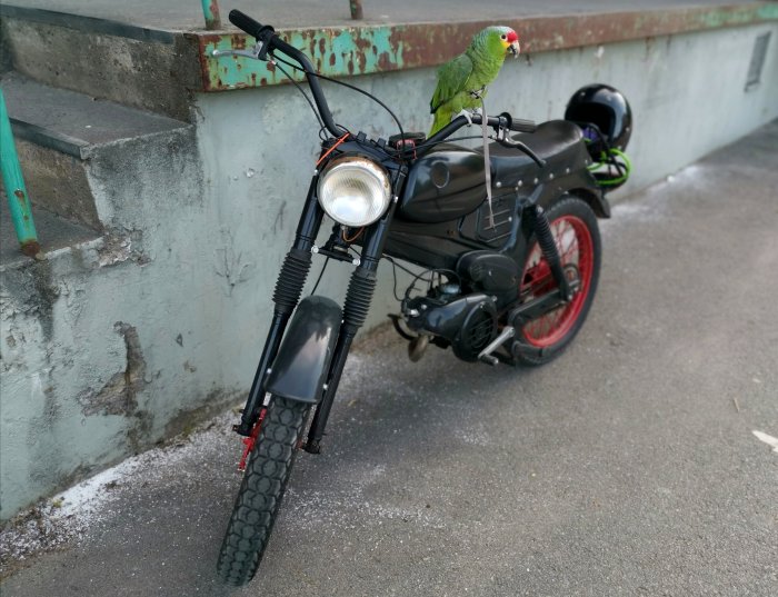 Svart motorcykel Dakota med ny 4vxl motor och en papegoja sittandes på styret framför en grå vägg.