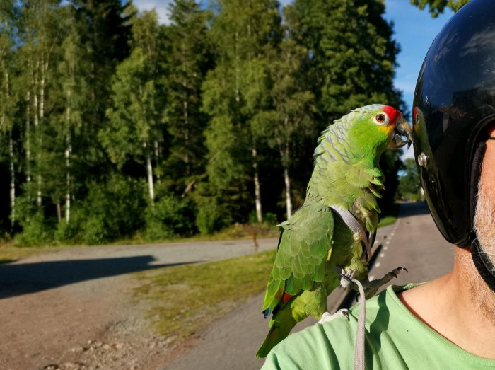 En grön papegoja med sele sitter på en person med motorcykelhjälm utomhus.