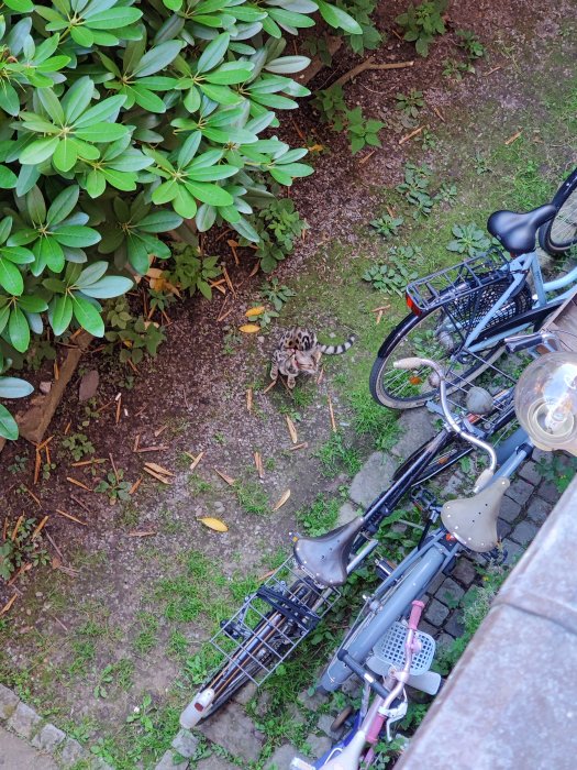 Katt som sitter bland cyklar och gröna växter på en innergård sett uppifrån.