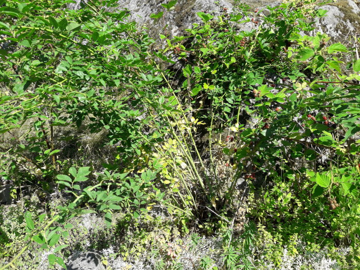 Täta nyponbuskar med gröna blad och röda nypon växer bland stenar och gräs, potentiellt för omplantering.