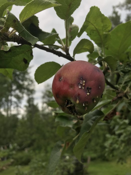 Skadat äpple på träd med synliga hål och märken av ohyra.