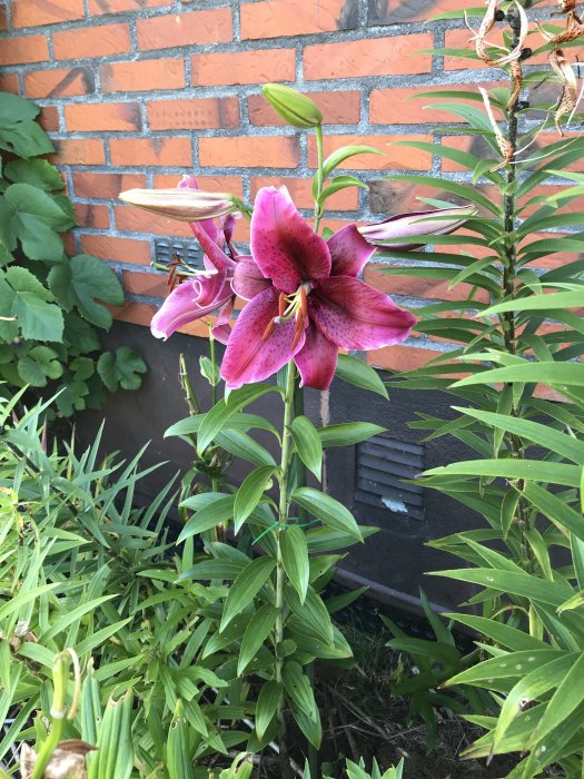 Blommande lila lilja med fläckigt mönster i en trädgård framför en tegelvägg, omgiven av gröna blad och växter.