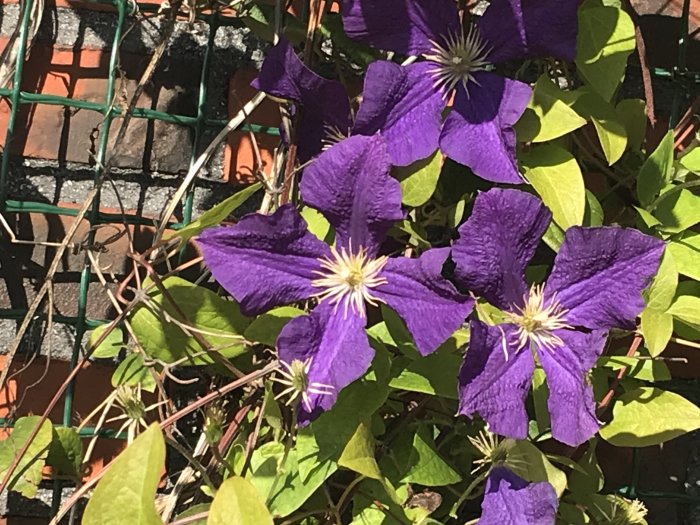 Lila klematisblommor med gröna blad och mur i bakgrunden.