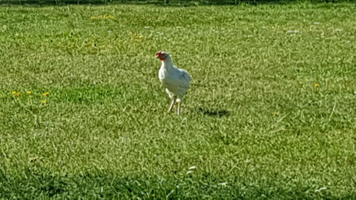 En vit stork på en grön gräsmatta med gula blommor.