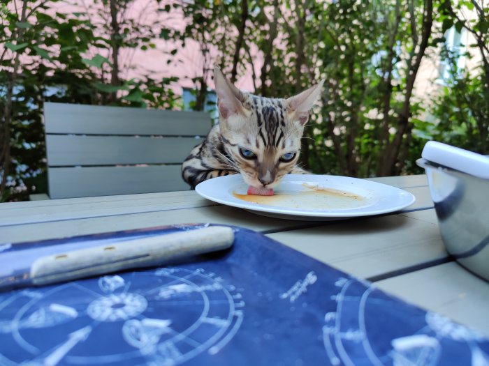 Katt slickar på en tallrik med rester av köttsaft på ett bord utomhus.