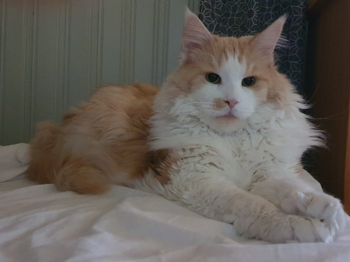 Fluffig orange och vit katt liggande och tittar in i kameran.