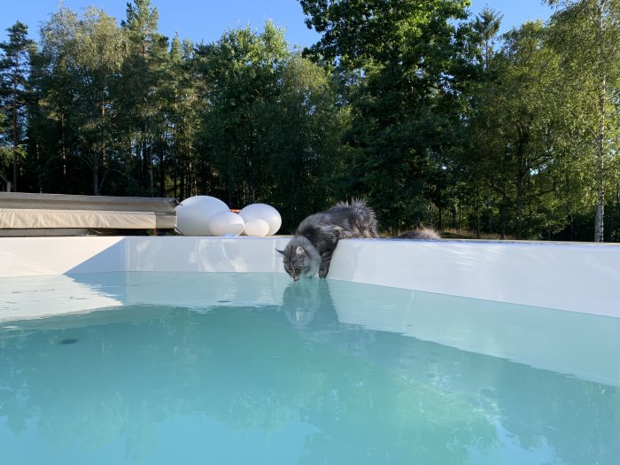 Katt undersöker kanten på en blå swimmingpool omgiven av träd och uppblåsbara bollar.