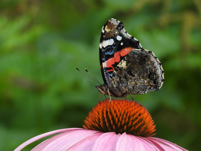 En färgstark amiralfjäril med fräscha vingar vilar på en rosa blomma med orange mitten.