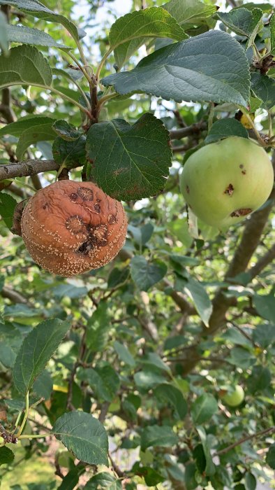 Ett friskt grönt äpple och ett ruttnande, brunaktigt äpple med bruna fläckar på en äppelgren.