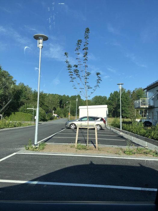 Ungt träd med stödpinnar på parkeringsplats under blå himmel.