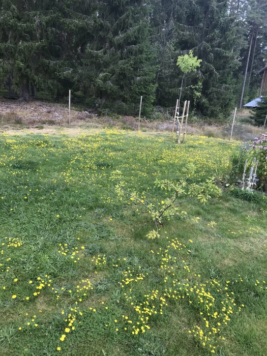 Gräsmatta med många maskrosor framför skogsbryn.