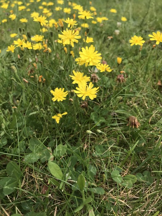 Överväxt gräsmatta med gula maskrosliknande blommor och blandad grönska.