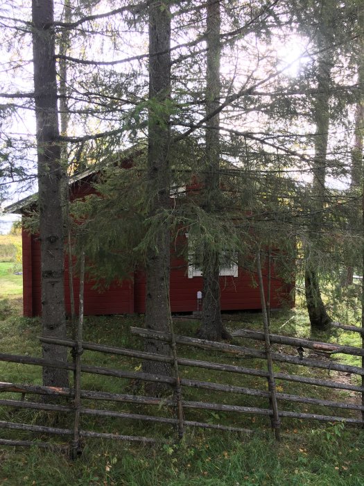 Röd stuga dold bakom träd och traditionellt gärde, dags för takutbyggnad.